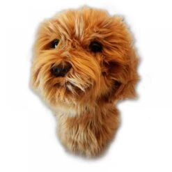 Daphnes Doodle Dog Driver Headcover